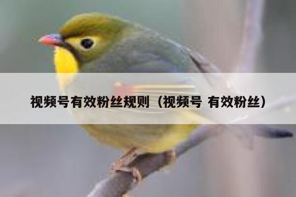视频号有效粉丝规则（视频号 有效粉丝） 第1张