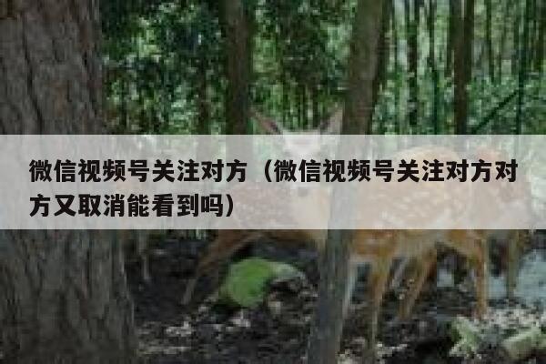 微信视频号关注对方(微信视频号关注对方对方又取消能看到吗) 第1张 微信视频号关注对方(微信视频号关注对方对方又取消能看到吗) 第1张