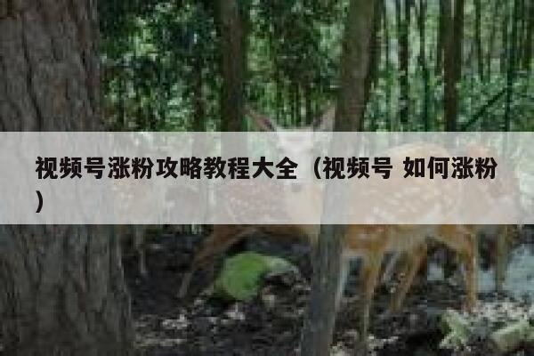 视频号涨粉攻略教程大全（视频号 如何涨粉） 第1张