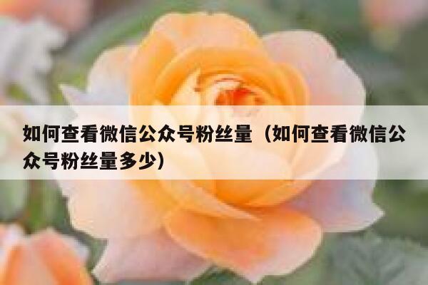 如何查看微信公众号粉丝量（如何查看微信公众号粉丝量多少） 第1张