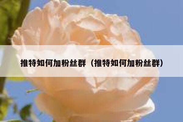 推特如何加粉丝群（推特如何加粉丝群） 第1张