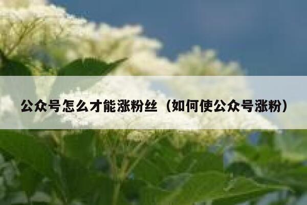 公众号怎么才能涨粉丝（如何使公众号涨粉） 第1张