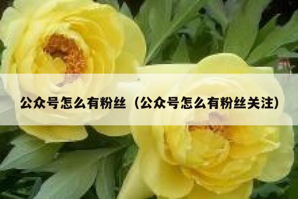 公众号怎么有粉丝（公众号怎么有粉丝关注） 第1张