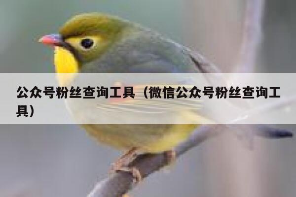 公众号粉丝查询工具（微信公众号粉丝查询工具） 第1张