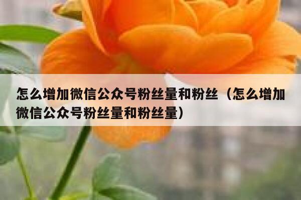 怎么增加微信公众号粉丝量和粉丝（怎么增加微信公众号粉丝量和粉丝量） 第1张
