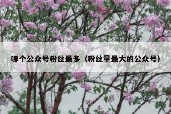 哪个公众号粉丝最多（粉丝量最大的公众号） 第1张