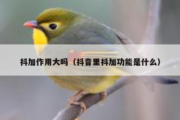 抖加作用大吗（抖音里抖加功能是什么） 第1张