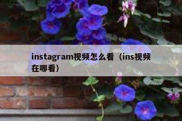 instagram视频怎么看（ins视频在哪看） 第1张