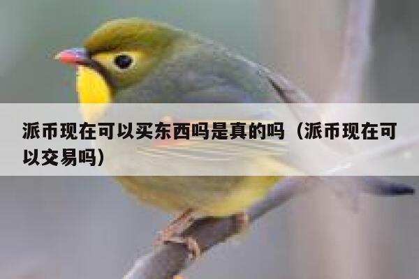 派币现在可以买东西吗是真的吗（派币现在可以交易吗） 第1张