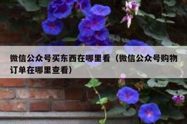 微信公众号买东西在哪里看(微信公众号购物订单在哪里查看) 第1张 微信公众号买东西在哪里看(微信公众号购物订单在哪里查看) 第1张