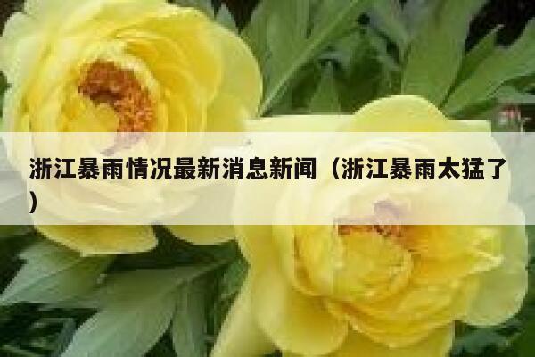 浙江暴雨情况最新消息新闻（浙江暴雨太猛了） 第1张
