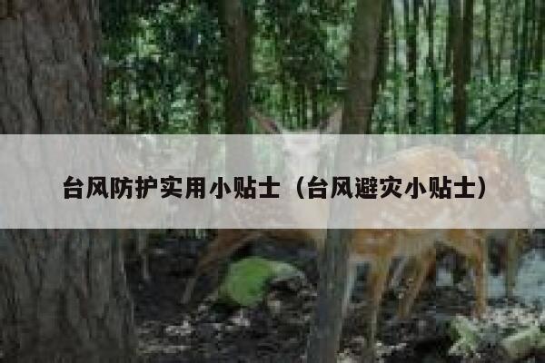 台风防护实用小贴士（台风避灾小贴士） 第1张